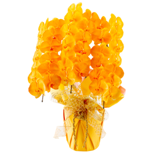 移転祝いに贈る胡蝶蘭