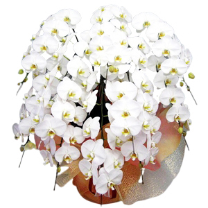 お祝いに贈る最高ランクの胡蝶蘭(100輪以上)