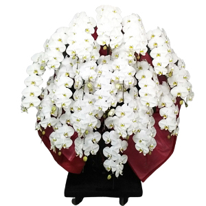 お祝いに贈る最高ランクの胡蝶蘭(200輪以上)