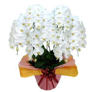 お祝いに贈る胡蝶蘭