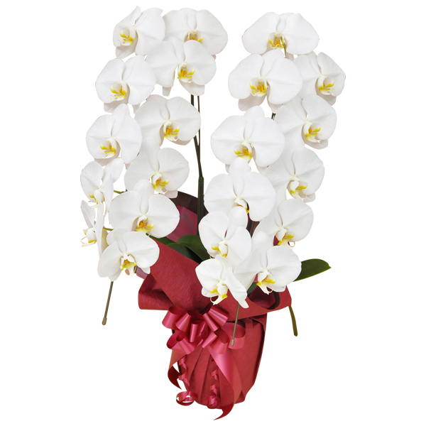 お祝いに贈る胡蝶蘭