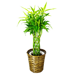 お祝いに贈る観葉植物「ドラセナ サンデリアーナ ライム(幸運の竹)」