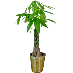 お祝いに贈る観葉植物「パキラ(発財樹)」