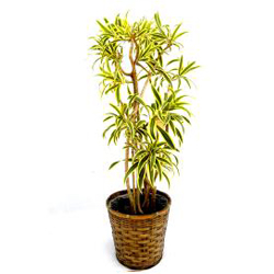 お祝いに贈る観葉植物「ソングオブインディア」