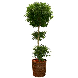 お祝いに贈る観葉植物「ベンジャミン」