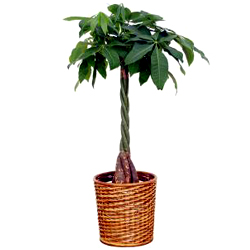 お祝いに贈る観葉植物「パキラ(発財樹)」