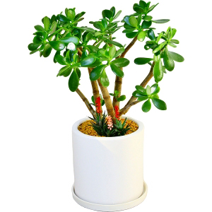 お祝いに贈る観葉植物「金のなる木(花月)十二の巻寄せ植え」