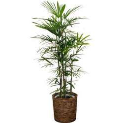 お祝いに贈る観葉植物「シュロチク(棕櫚竹)」
