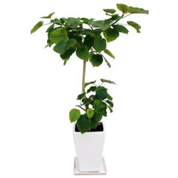 お祝いに贈る観葉植物「フィカス・ウンベラータ」