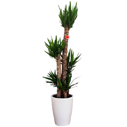 お祝いに贈る観葉植物「ユッカ・エレファンティフェス(青年の樹)」
