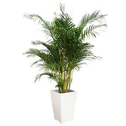 お祝いに贈る観葉植物「アレカヤシ」