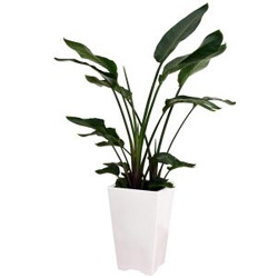 お祝いに贈る観葉植物「ストレチア・オーガスタ」