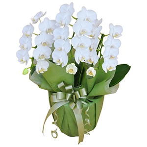 お祝いに贈るコンパクトタイプ胡蝶蘭(白)2本