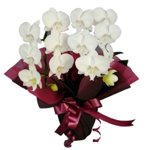 お祝いに贈るコンパクトタイプ胡蝶蘭(白)2本