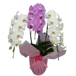 お祝いに贈る大型スタンダード胡蝶蘭(紅白)3本