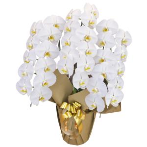 お祝いに贈る大型スタンダード胡蝶蘭(白)3本