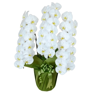 お祝いに贈る大型スタンダード胡蝶蘭(白)3本