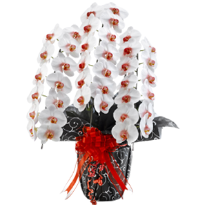 お祝いに贈るカラー胡蝶蘭グランリップ(3本)