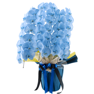 お祝いに贈るカラー胡蝶蘭グランブルー(3本)