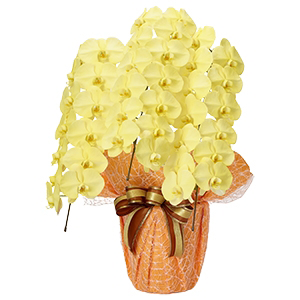 お祝いに贈るカラー胡蝶蘭グランきいろ(3本)
