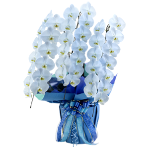 お祝いに贈るカラー胡蝶蘭グランそらいろ(3本)
