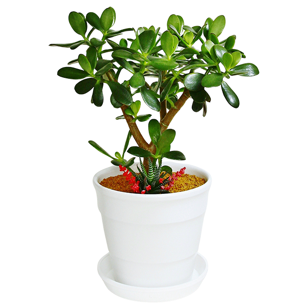 お祝いに贈る観葉植物「金のなる木(花月)十二の巻寄せ植え」
