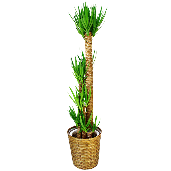 お祝いに贈る観葉植物「ユッカ・エレファンティフェス(青年の樹)」
