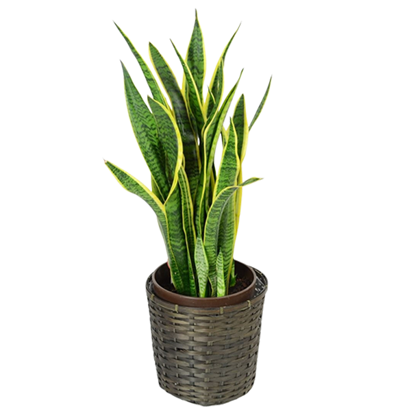 お祝いに贈る観葉植物「サンセベリア(トラノオ)」