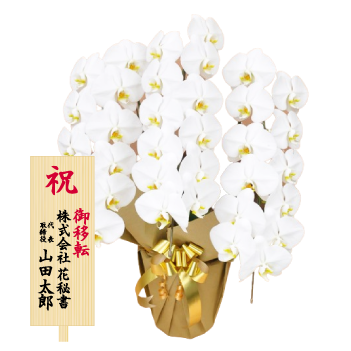 胡蝶蘭大輪 白 3本立ち